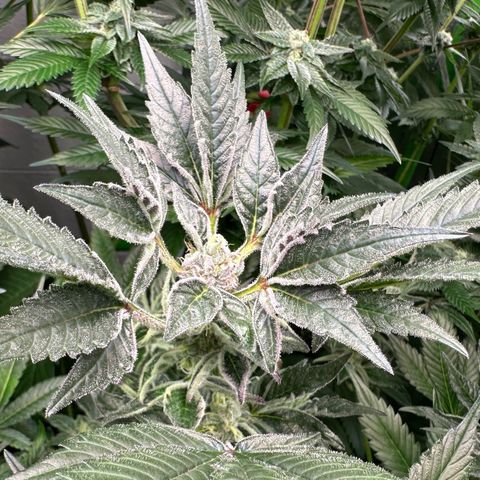 MiscxLAZ #37 C growlog timeline photo