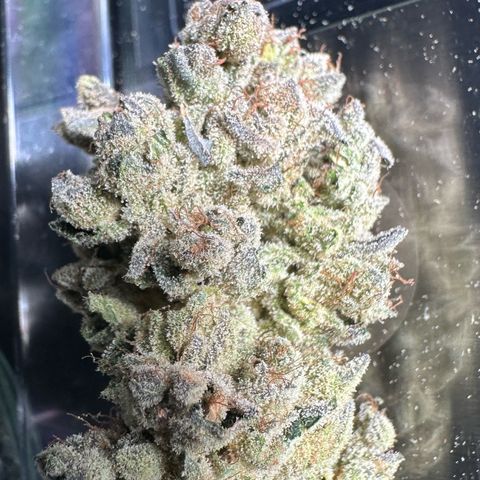 Misc x (LA Kush x Zkittles) #26 60.7g growlog timeline photo