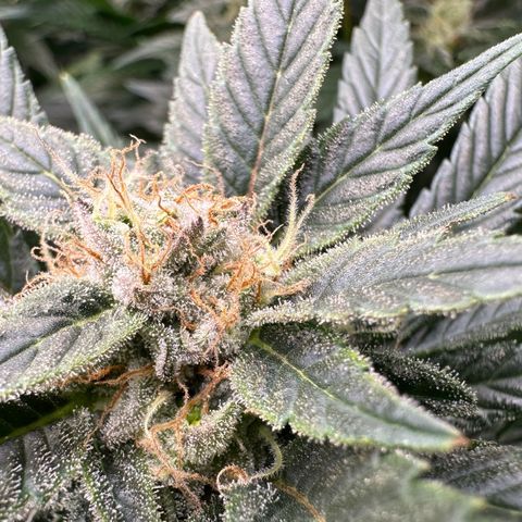 Fuel D.OG #2 Female 49.44g M growlog timeline photo
