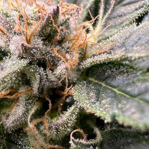 Fuel D.OG #2 Female 49.44g M growlog timeline photo