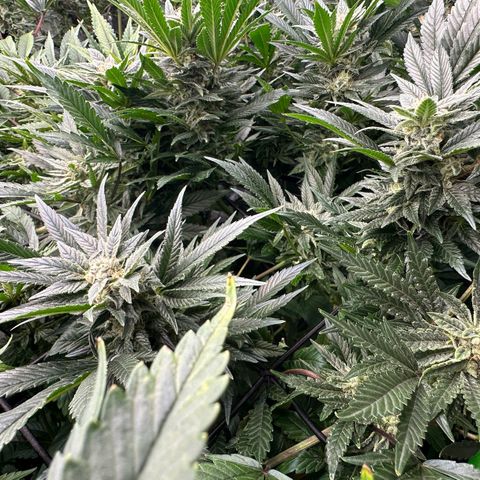 Fuel D.OG #2 Female 49.44g M growlog timeline photo