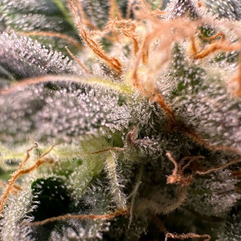 Fuel D.OG #2 Female 49.44g M growlog timeline photo