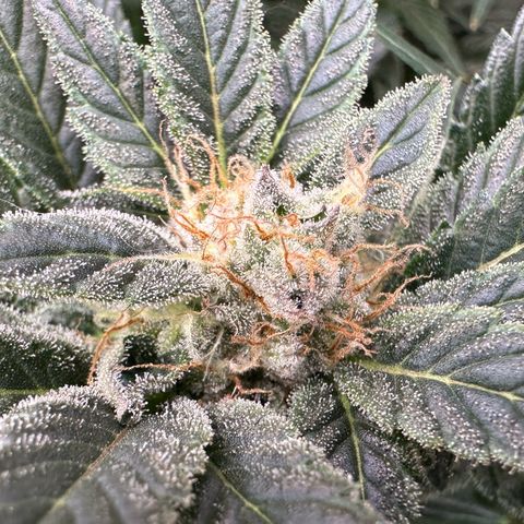 Fuel D.OG #2 Female 49.44g M growlog timeline photo
