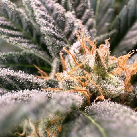 Fuel D.OG #2 Female 49.44g M growlog timeline photo