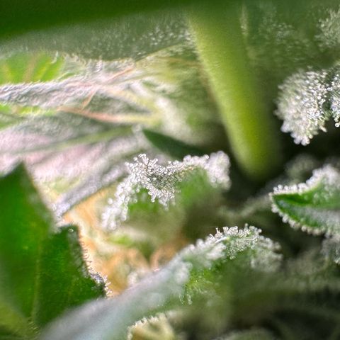 Fuel D.OG #2 Female 49.44g M growlog timeline photo