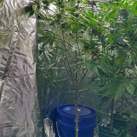 CxLAZ #03 C #1 58.58g growlog timeline photo