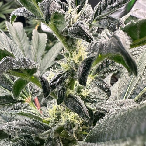 CxLAZ #31 C growlog timeline photo