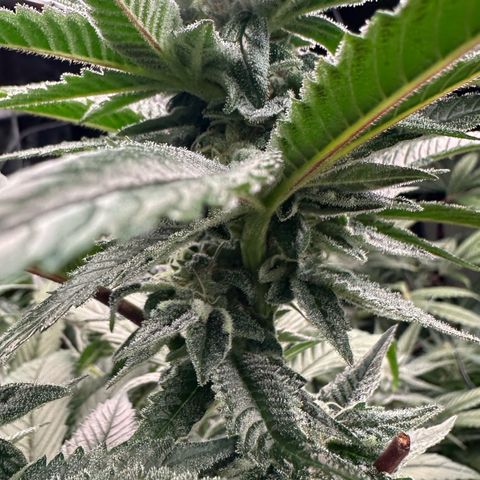 MiscxLAZ 5-4 34.63g growlog timeline photo
