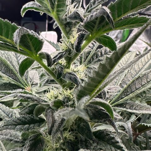 CxLAZ #31 C growlog timeline photo