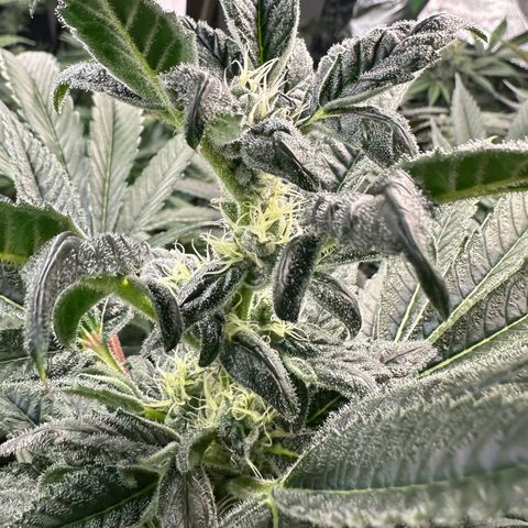 CxLAZ #31 C growlog timeline photo