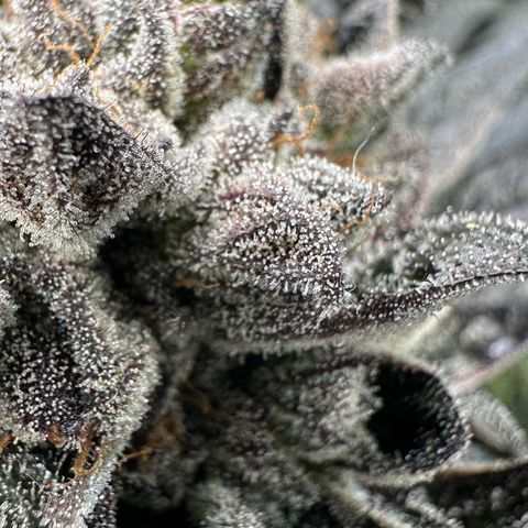 Misc x (LA Kush x Zkittles) #27 33.12g growlog timeline photo