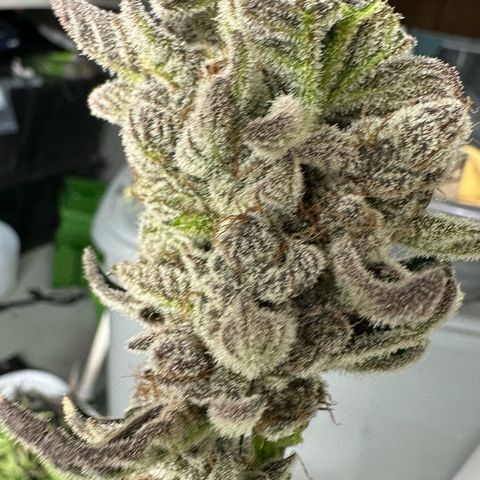 Misc x (LA Kush x Zkittles) #34 15.68g growlog timeline photo