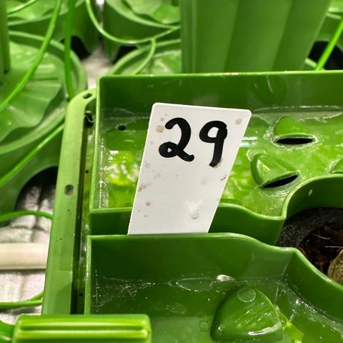 MiscxLAZ #29 C growlog timeline photo