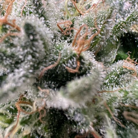 CxLAZ #20 13.7g growlog timeline photo