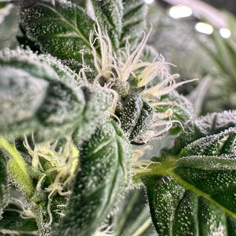CxLAZ #31 C growlog timeline photo