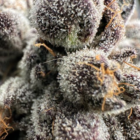 CxLAZ #16 50.72g growlog timeline photo