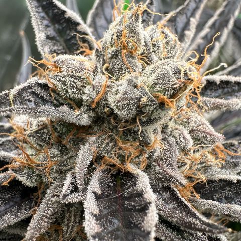 CxLAZ #16 50.72g growlog timeline photo