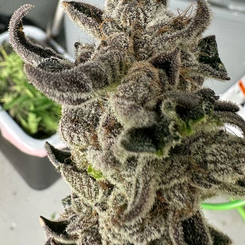 Misc x (LA Kush x Zkittles) #34 15.68g growlog timeline photo