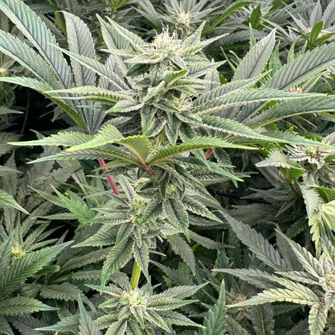 MiscxLAZ #26 C #1 47.15g growlog timeline photo