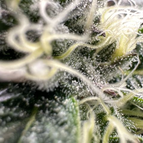 CxLAZ #20 C1 25g growlog timeline photo