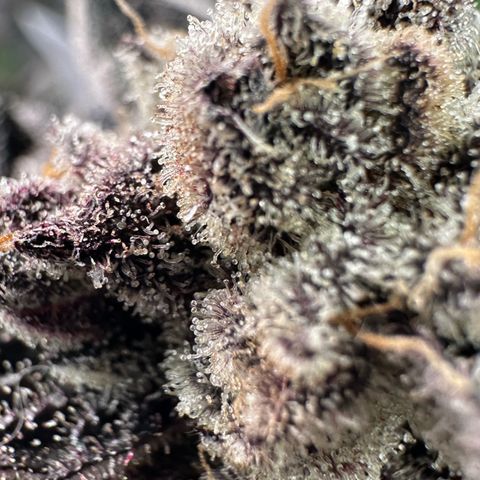 Misc x (LA Kush x Zkittles) #22 34.14g growlog timeline photo