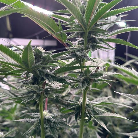MiscxLAZ 5-4 34.63g growlog timeline photo