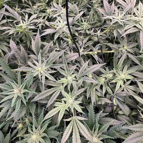 Fuel D.OG #1 Female 47.36g growlog timeline photo