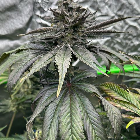 Misc x (LA Kush x Zkittles) #05 growlog timeline photo