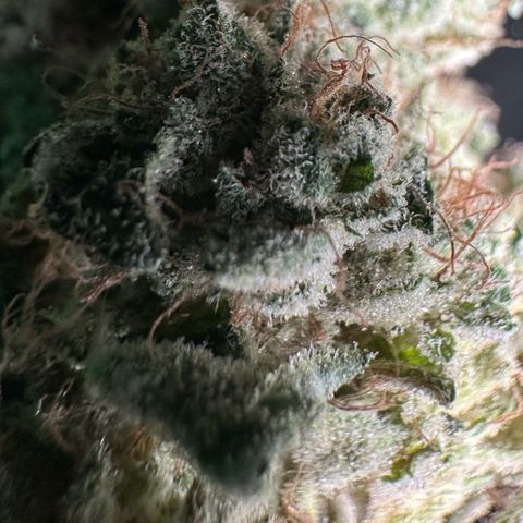 CxLAZ #20 13.7g growlog timeline photo