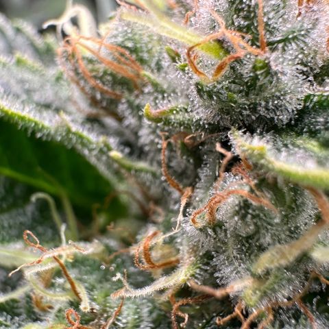 Fuel D.OG #1 Female 47.36g growlog timeline photo