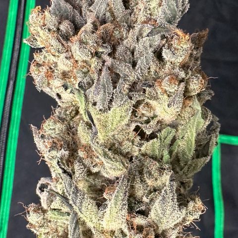 CxLAZ #24 37.13g growlog photo: Moved to plastic bag