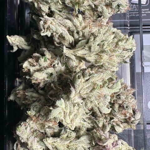 Misc x (LA Kush x Zkittles) #04 10.54g growlog timeline photo