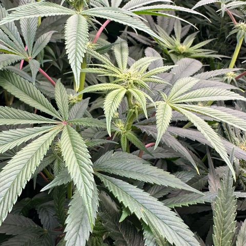 MiscxLAZ #26 C #1 47.15g growlog timeline photo