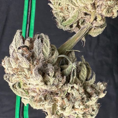 CxLAZ #24 37.13g growlog timeline photo