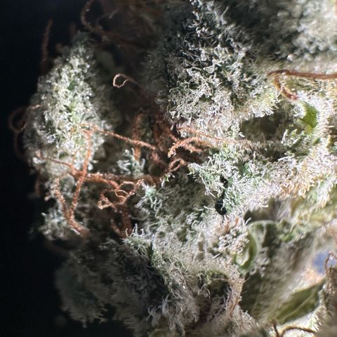 Misc x (LA Kush x Zkittles) #04 10.54g growlog timeline photo