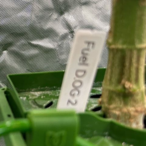 Fuel D.OG #2 Female 49.44g M growlog timeline photo