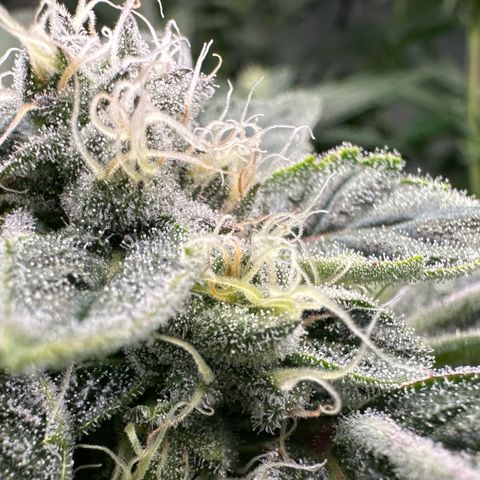 CxLAZ #20 C1 25g growlog timeline photo