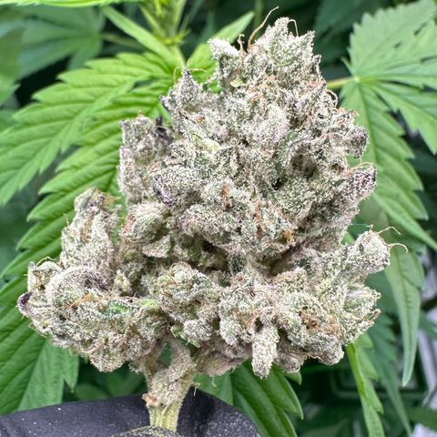 CxLAZ #24 37.13g growlog photo: Seeded bud