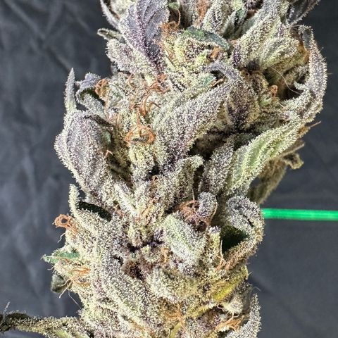 CxLAZ #03 45.52g growlog photo: Moved to plastic bag