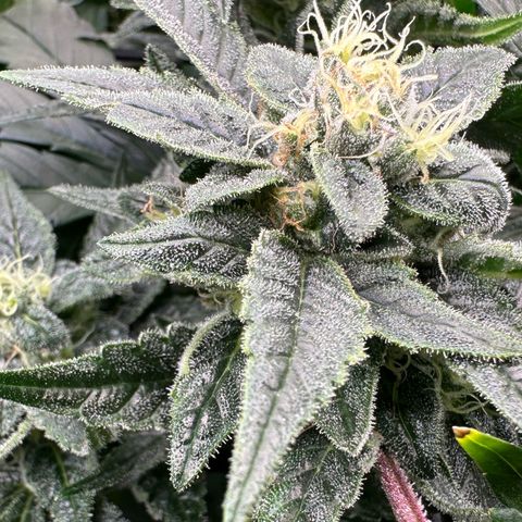 MiscxLAZ #08 C #1 growlog timeline photo