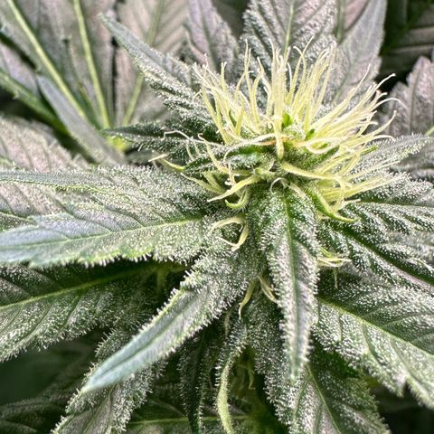 Fuel D.OG #1 Female 47.36g growlog timeline photo