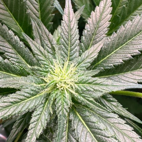 Fuel D.OG #1 Female 47.36g growlog timeline photo