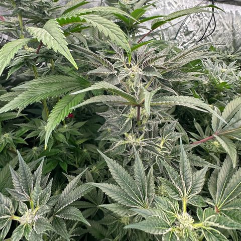 MiscxLAZ #37 C growlog timeline photo