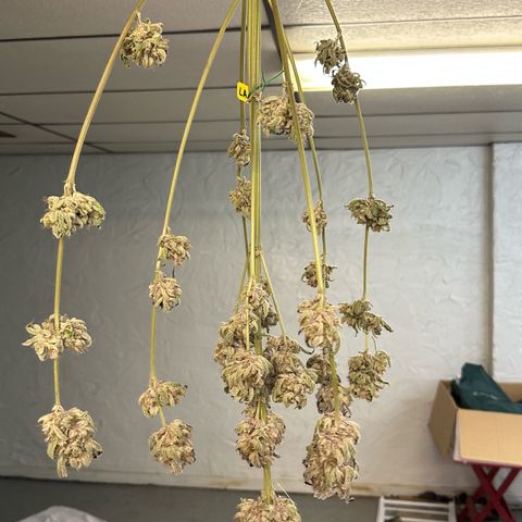 CxLAZ #11 50.28g growlog photo: Moved to plastic bag