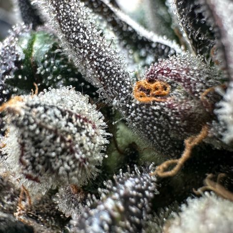 Misc x (LA Kush x Zkittles) #33 19.08g growlog timeline photo