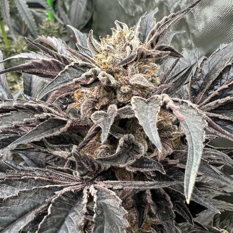 CxLAZ #16 50.72g growlog timeline photo