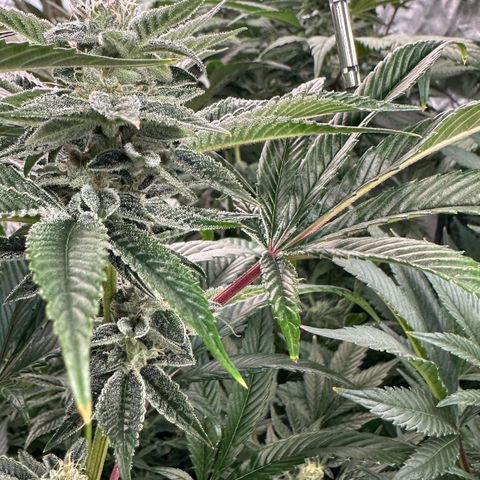 MiscxLAZ #26 C #1 47.15g growlog timeline photo