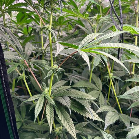 MiscxLAZ #26 C #1 47.15g growlog timeline photo