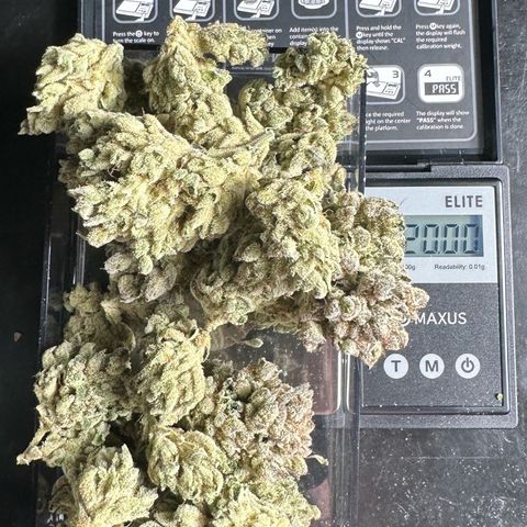 Misc x (LA Kush x Zkittles) #26 60.7g growlog timeline photo