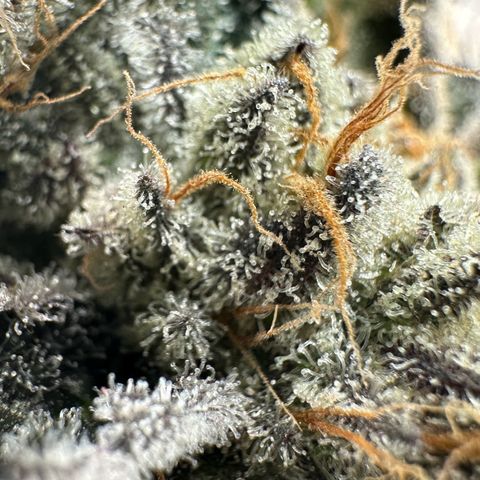 CxLAZ #16 50.72g growlog timeline photo